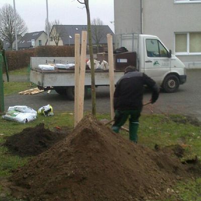 In der Julius-Leber-Stra&szlig;e wurden im Zuge des B&uuml;rgerhaushaltes bereits 2017 zwei neue B&auml;ume gepflanzt.