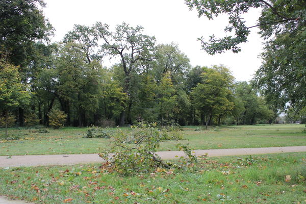 Herabgefallene �ste im Schlosspark  