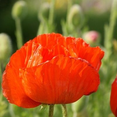 Blumen im Schlosspark Oranienburg