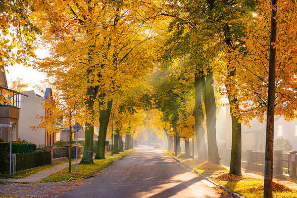 Geben der Stadt im Herbst ein buntes Gesicht: Oranienburgs Stra�enb�ume.