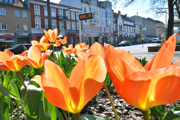 Der Fr�hling ist da - auch in der Bernauer Stra�e leuchten die Tulpen in sattem Orange