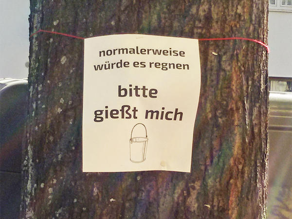 Mindestens zwei Eimer Wasser alle zwei bis drei Tage sind n�tig, damit ein Baum gut durch den Sommer kommt. Gern darf es auch etwas mehr sein.