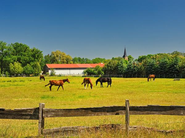 L�ndliche Idylle: Pferde auf einer Weide im Oranienburger Ortsteil Schmachtenhagen