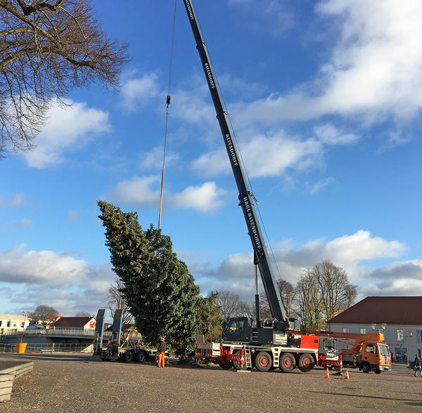 Das gigantische Nadelgeh�lz musste per Lastenkran an seinen Platz gebracht werden.