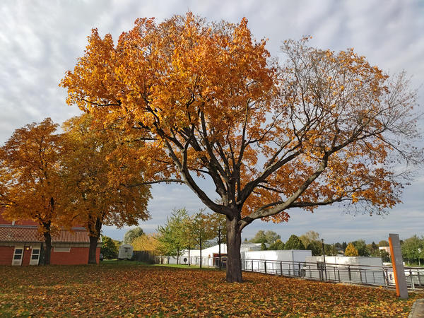 Herbstlaub