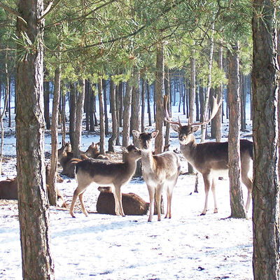Wild im winterlichen Tierpark Germendorf