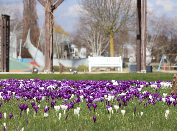 Schon bald wieder zu sehen: Fr�hbl�her im Schlosspark