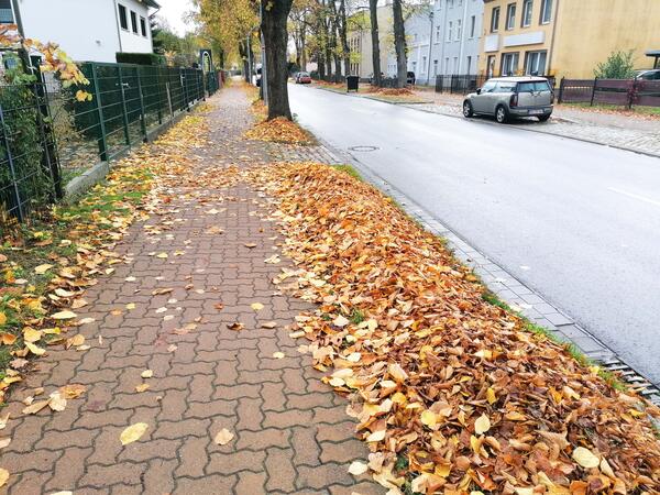 Laubentsorgung in Oranienburg