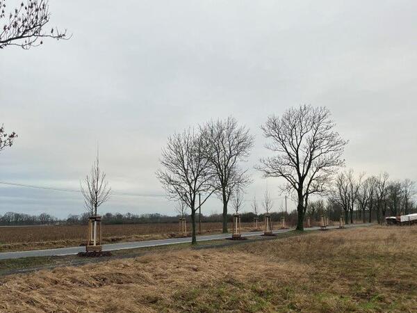 Neue B�ume entlang des Kuhbr�ckenweges gepflanzt.