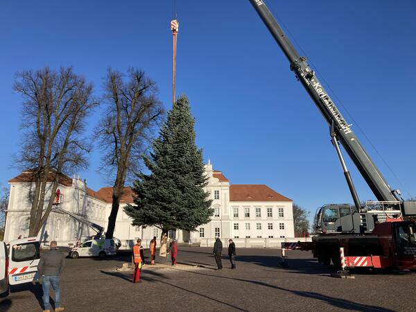 F&uuml;r die Weihnachtszeit wird ein sch&ouml;ner Tannenbaum f&uuml;r den Schlossplatz gesucht.