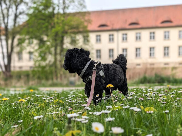 Wer in Oranienburg einen Hund besitzt, muss diesen beim st�dtischen Ordnungsamt anmelden.