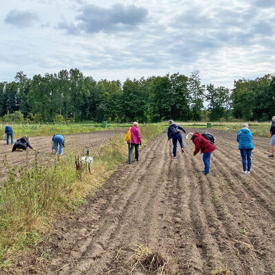 Kartoffelsuchen in der Biokr�uterei Oberhavel ...