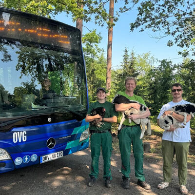 In den Sommermonaten f&auml;hrt der Bus 823 wieder direkt zum Tierpark.