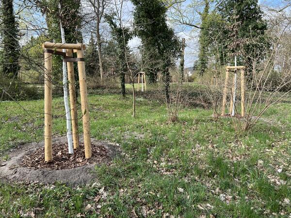 Neue B�ume wurden sowohl im Schlosspark als auch an anderen Stellen im Stadtgebiet gepflanzt.