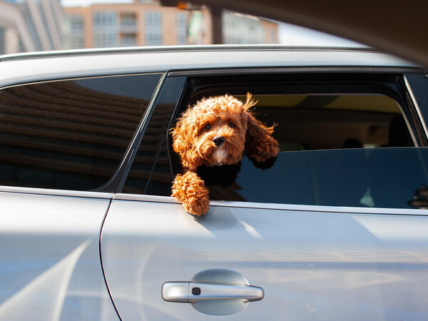Schon bei Au�entemperaturen ab 20 Grad gibt es Todesf�lle unter im Auto eingesperrten Hunden - selbst wenn das Fenster einen ordentlichen Spalt ge�ffnet ist ...